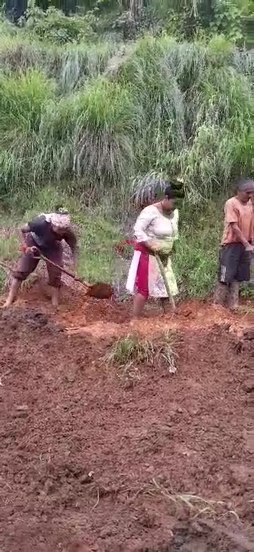 Orange planting progress at Ghetung photo 1