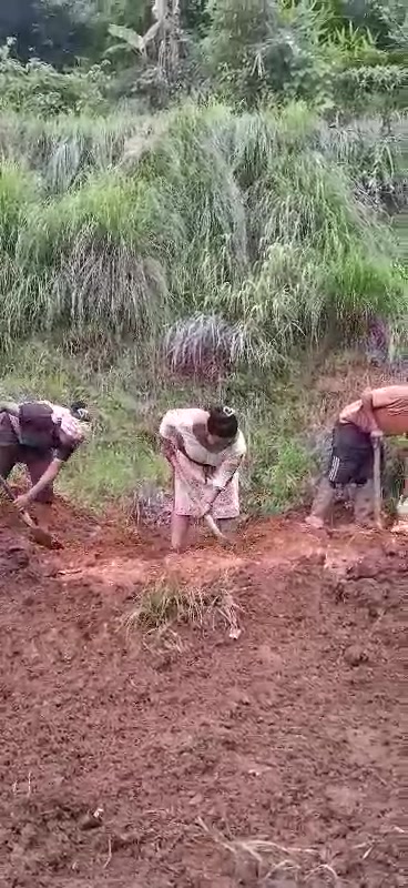 Orange planting progress at Ghetung photo 2