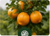 Orange orchard