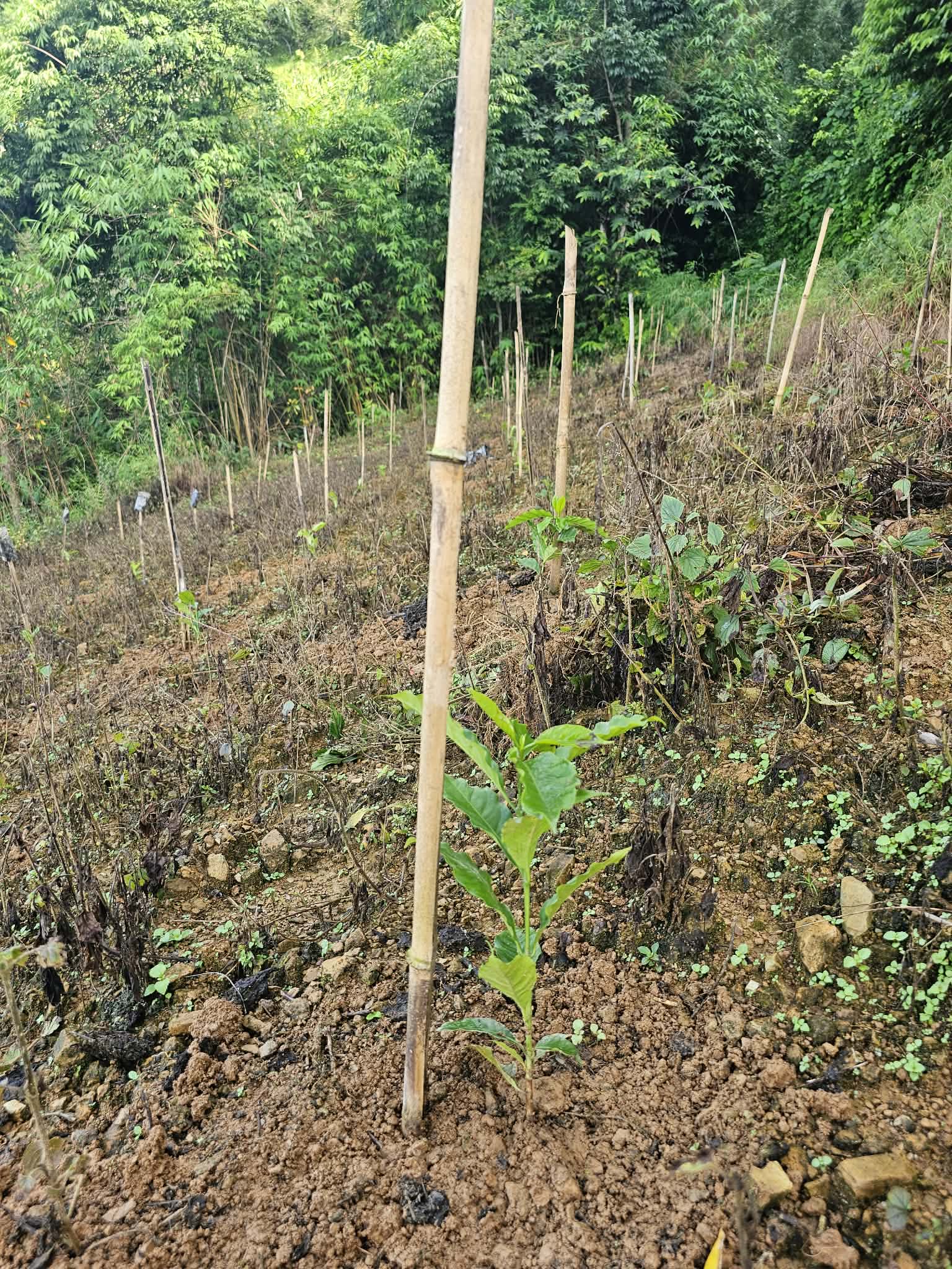 Newly planted coffee plant at Rupakot